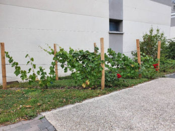 30-juin-2020-Le-vignoble