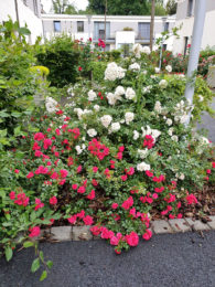 Allee-des-rosiers-juin-2020