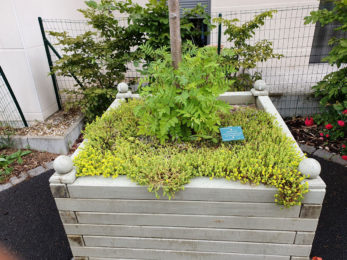Identification-botanique_sedum-acre-juin-2020