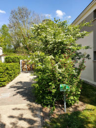 Le-fond-du-jardin_Avril-2020