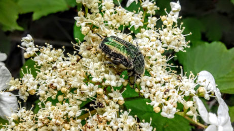 Mai-2019-Coleoptère-sur-viorne
